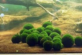 How to create a unique marimo moss ball aquarium. Marimo Moss Ball Care Guide Planting Growing And Propagation Shrimp And Snail Breeder