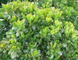 Image result for Crassula alticola