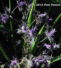 Image result for Erlangea remifolia