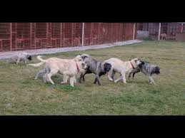 Kangal Ciftliginden Kangal Ve Anadolu Coban Kopekleri Yavrulari Youtube