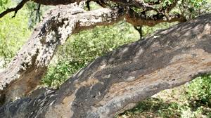 Image result for Maerua angolensis