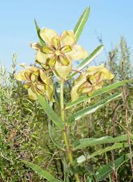 Image result for Pachycarpus concolor