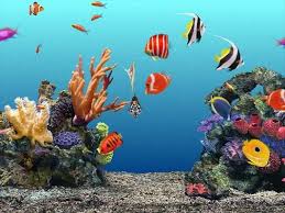 Resultado De Imagen De Fondos De Escritorio En Movimiento Fondos De Escritorio 3d Salvapantallas En Movimiento Fondo De Pantalla De Peces