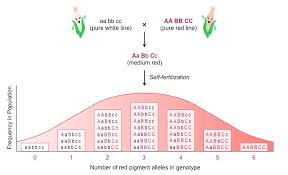 Polygenic Traits Bioninja