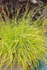 Carex Elata Aurea Yellow Leaved Sedge Ornamental Grass Foliage Plants Ornamental Grasses Shade Plants