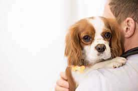 Maybe you would like to learn more about one of these? Signs Your Pet Needs Emergency Vet Care Bartlett Vet Hillcrest Animal Hospital