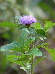 Image result for Centratherum