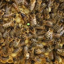 Image result for Queen bee