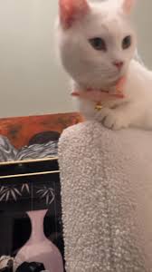 How to find a missing cat in East Lansing?