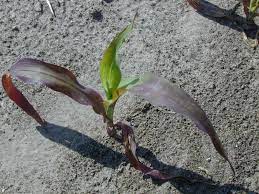 There are many ways to use utilize corn stalks to decorate. Purple Corn Seedlings