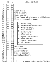 pin by kafi kafi on body map spinal cord injury spinal