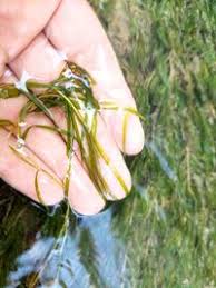 Image result for Potamogeton pusillus