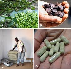 Image result for Voacanga bracteata