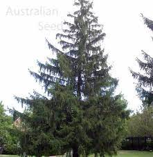 Check spelling or type a new query. Buy Picea Abiesa Norway Spruce Seed Australian Seed