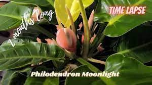 The following moonlight (2021) episode 21 english sub has been released. Philodendron Moonlight Care Propagation How To Grow And Care Philodendron Malayalam Care Tips