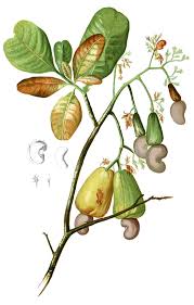 Image result for Anacardiaceae