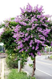 Share photos and favorite discoveries with your friends, view photos and posts of rare plants, flowers, trees, succulents, leaves, cacti, air plant and mushrooms from around the world and share gardening tips. Creative Farmer Jarul Flower Tree Seeds Amazon In Garden Outdoors
