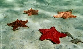Marine scientists have undertaken the difficult task of replacing the beloved starfish's common name with sea star because, well, the starfish is not a fish. Starfish Identification Guide Snorkeling Report