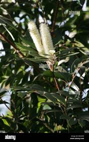 Image result for Cunonia capensis