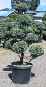 Maybe you would like to learn more about one of these? Blossom Time Florists 800 822 0288 Evergreen Landscape Front Yard Front Yard Landscaping Design Outdoor Gardens Design