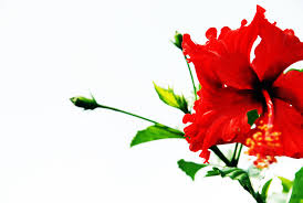 Affordable and search from millions of royalty free images, photos and vectors. Bunga Raya Sharpnblur Flickr