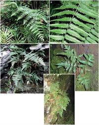 Image result for Blotiella currorii