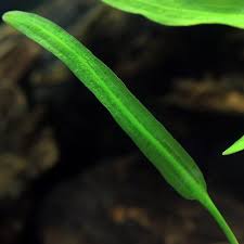 （水草）アポノゲトン　ナタンス（無農薬）（１株） | charm 楽天市場店