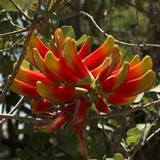 Image result for Acanthopale confertiflora