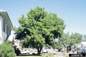 Manitoba maple like to inhabit areas along streams and seasonally flooded areas but can also adapt to drier areas. Manitoba Maple City Of Moose Jaw