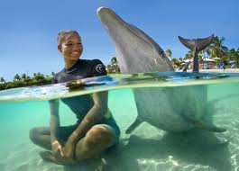 Swim With Dolphins Bahamas: Visit Dolphin Cay Atlantis Resort