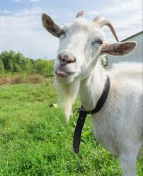 I'm a g.o.a.t.! and for those of y'all who don't know what a g.o.a.t. Goat Horns What To Know About Horned Goats