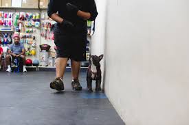 Dogs in heat cannot attend board & train, training sessions, or group classes for a minimum of 21 days. Board Train Bay Area Family K 9
