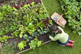 Vegetable gardening for dummies this article is not, yet it does try to explain as much as you need to know that can get you on your way. How To Start A Vegetable Garden A Beginner S Guide Styleblueprint Com