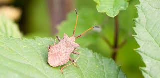 Or is there some symbiotic relationship with other species where reconnaissance is my biggest problem in the fall when i bring them back inside are ants. How To Get Rid Of Squash Bugs Homestead Acres