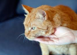 Their scent remains on the item (in this case you) for other cats to stay off cats rub for several reasons. The Best And Worst Places To Pet Your Cat