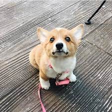 Pin De Price Abbott Em All Thing Corgi Cachorros Corgi Animais Bebes Mais Fofos Filhotes