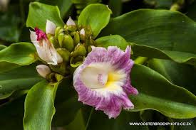 Image result for Synadenium cameronii