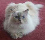 Ragdoll Breed Characteristics and Information | IamCasper