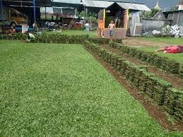 3 kg varian rumput hijau muda dan rumput halus sebelum klik beli. Harga Gebalan Rumput Per M2 Permeter Persegi Jual Rumput Taman