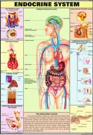 Endocrine System For Human Physiology Chart