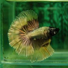 Gold And Copper Hm Male Betta Fish Betta Freshwater Aquarium Fish