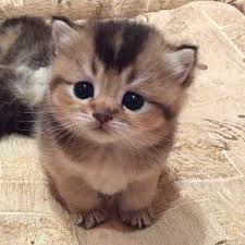 Image result for adorable cat