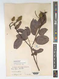 Image result for Dactyladenia gilletii