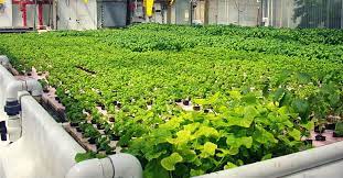 Aquaponics Farming In India Aquaponic