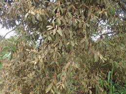 Image result for Phragmanthera eminii