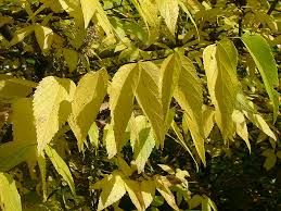 Image result for Celtis zenkeri