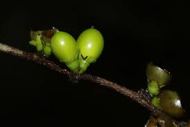 Image result for Diospyros abyssinica