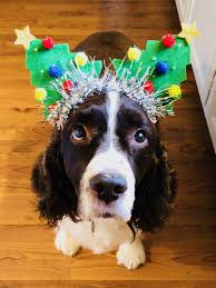 They share an ancient history and, while the welshie, as they are sometimes referred to, is slightly smaller and is only found with red and white markings, they have several similar personality traits. Springer Spaniel At Christmas Spaniel Dog Springer Spaniel Puppy Christmas Dog