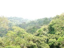 Image result for Strephonema sericeum