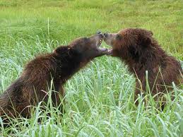 Related online courses on physioplus. How Much Does A Bear Weigh